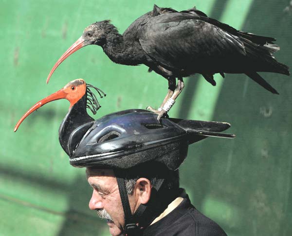 Obrázek helmet