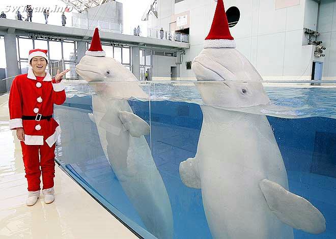 Obrázek hezke Vanoce od delfinu