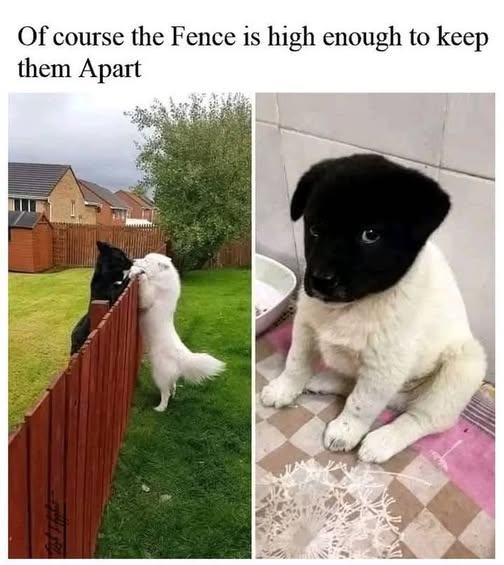 Obrázek high fence no pupies