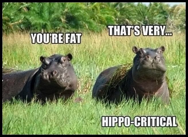 Obrázek hippo-critical