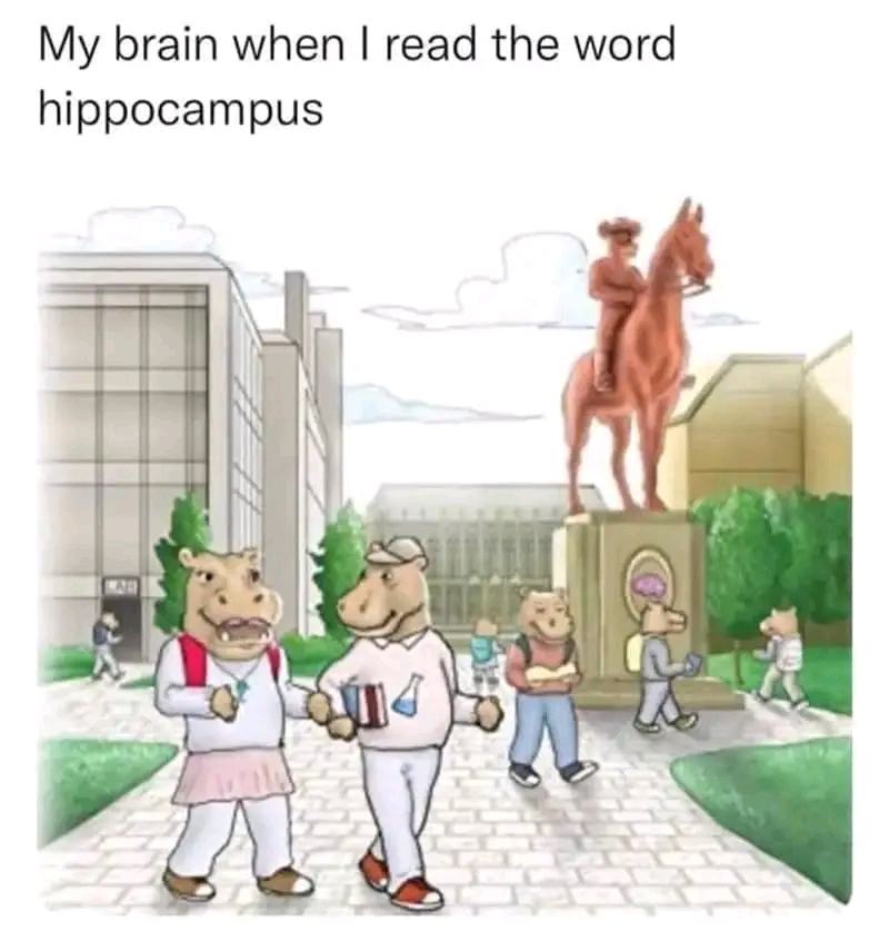 Obrázek hippocampus