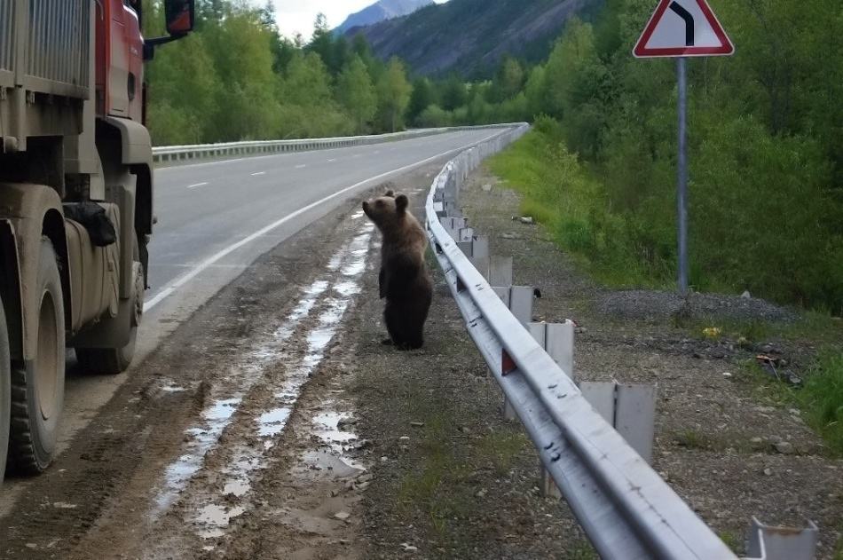 Obrázek hitch-hiker  