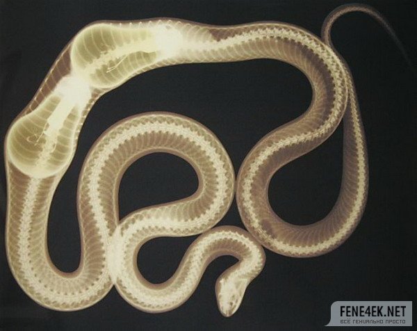Obrázek hladovej had