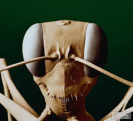 Obrázek hlava hmyza