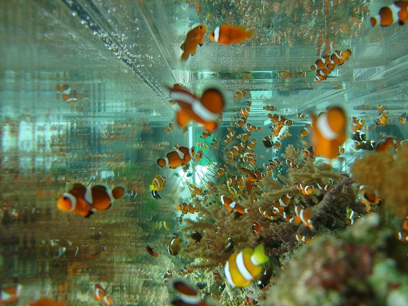 Obrázek hleda se Nemo