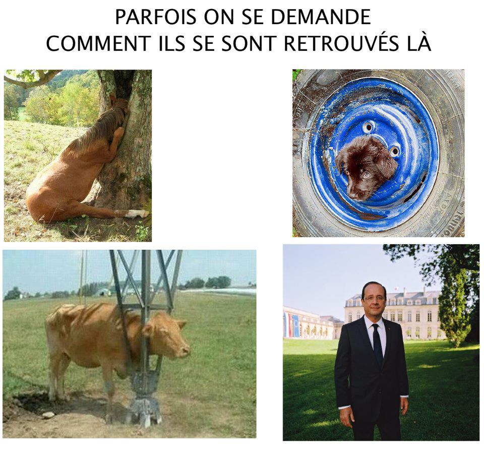 Obrázek hollande