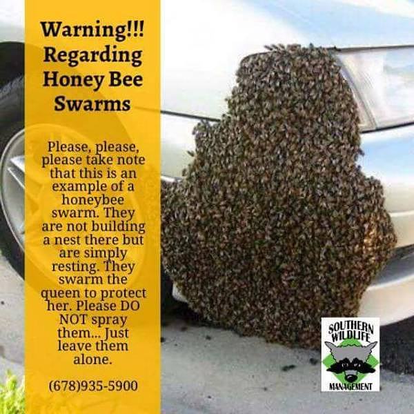 Obrázek honey bee swarms