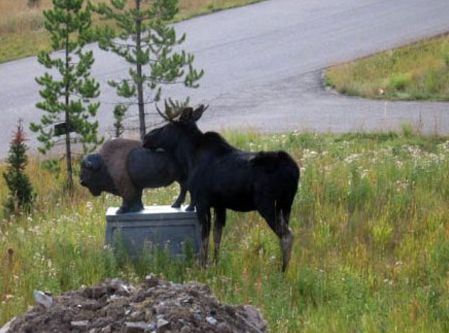 Obrázek horny moose2