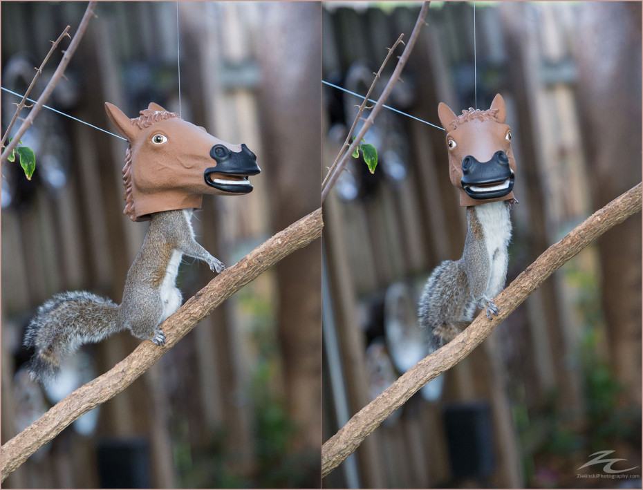 Obrázek horse-head-squirrel-feeder