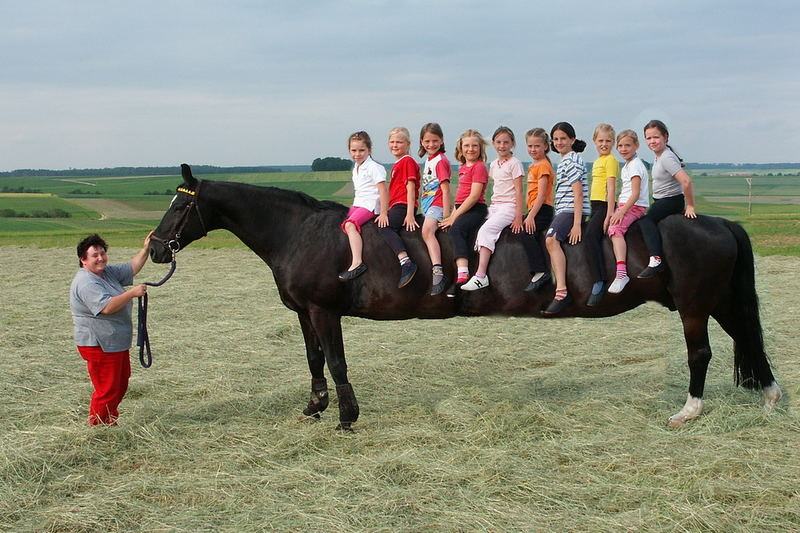 Obrázek horse-limo