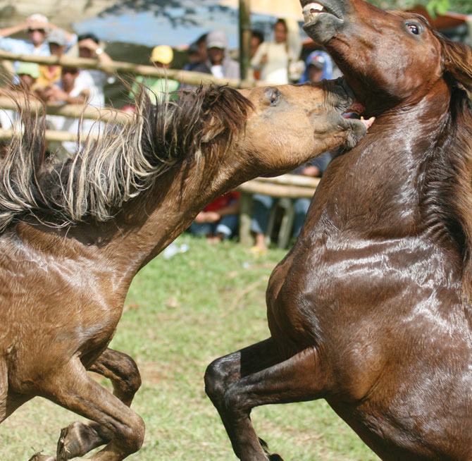 Obrázek horse1