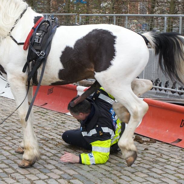 Obrázek horse brutality