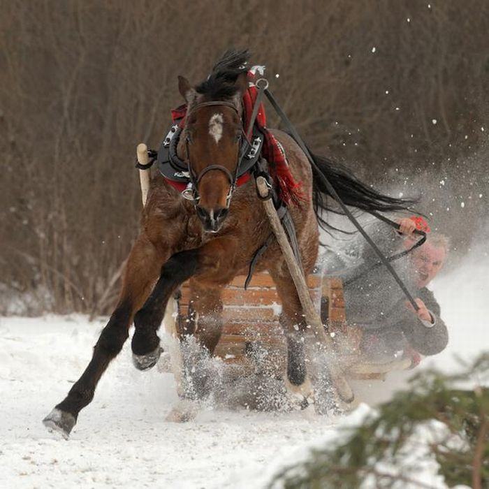 Obrázek horse drifting