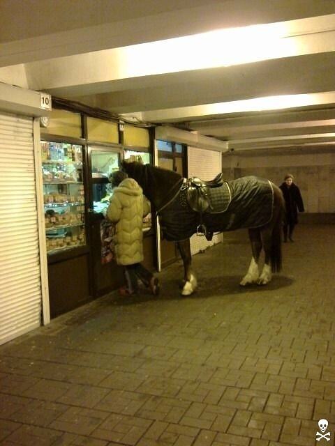 Obrázek horse in the city