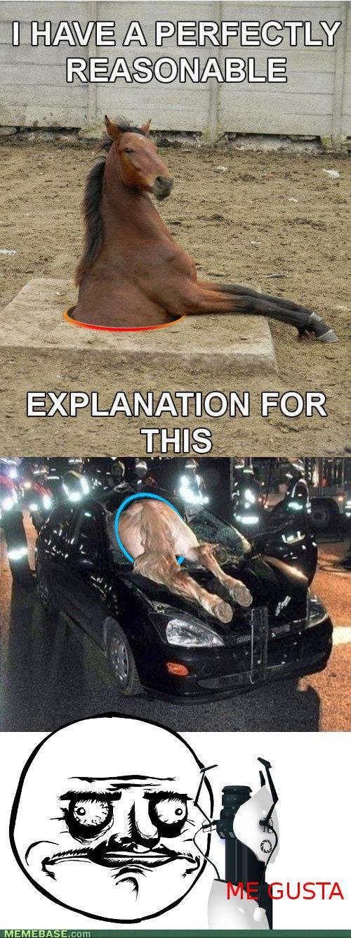 Obrázek horse surprise