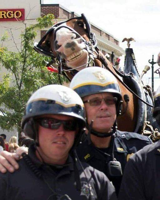 Obrázek horseselfie