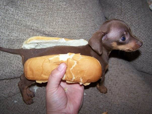 Obrázek hot doggie