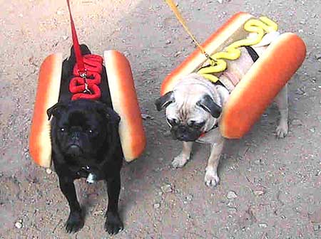 Obrázek hotdogs