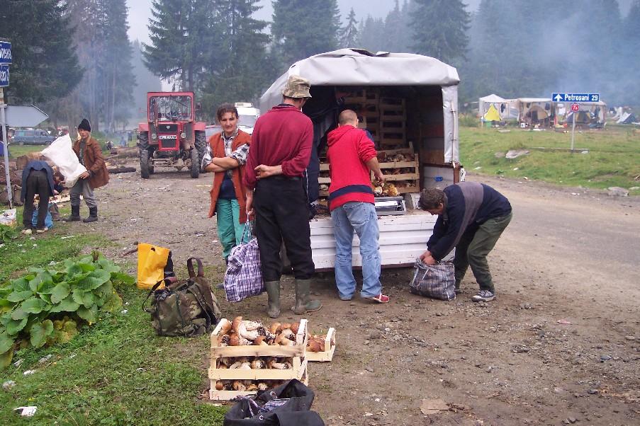 Obrázek houbarska sezona v Rumunsku1