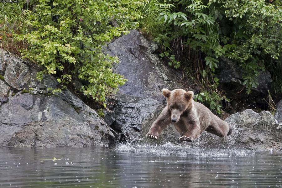 Obrázek hoverbear