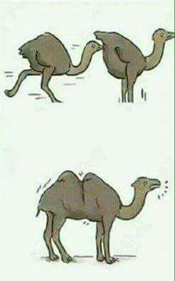 Obrázek how camels were made