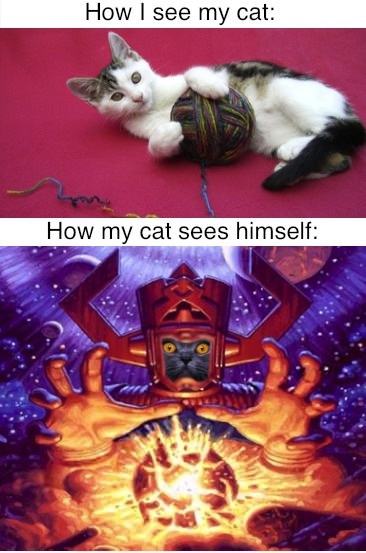 Obrázek how my cat sees himself