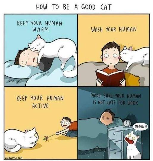 Obrázek how to be a good cat
