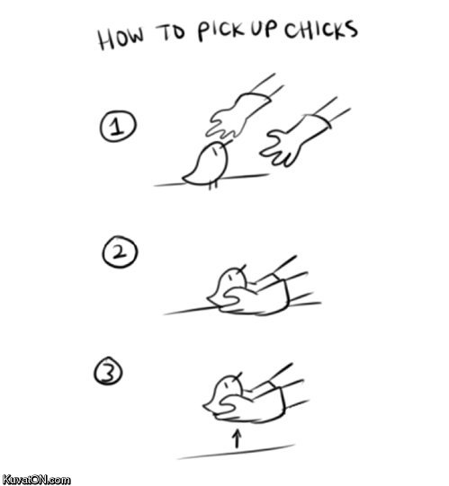 Obrázek how to pick up chicks