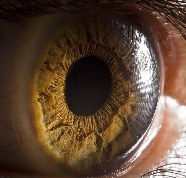 Obrázek human eye 1