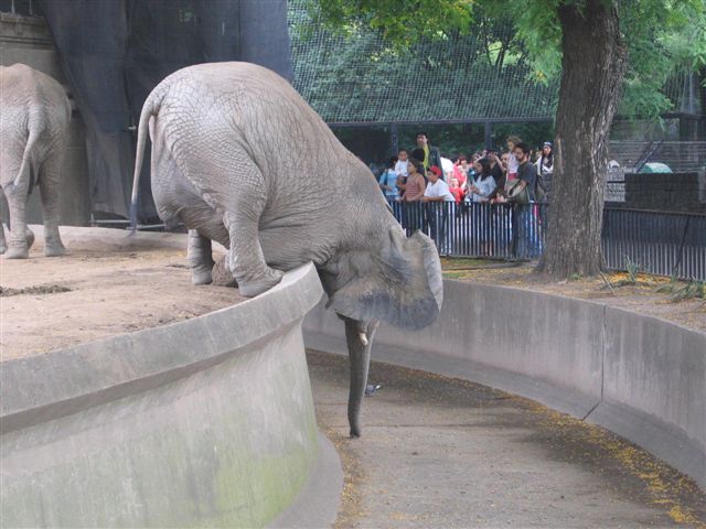 Obrázek hungryelephant2ky