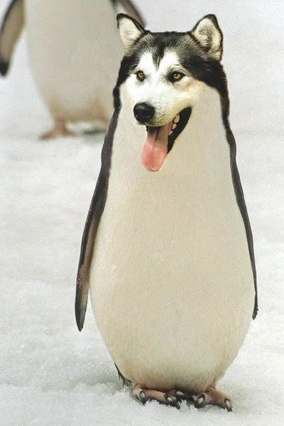 Obrázek husguin
