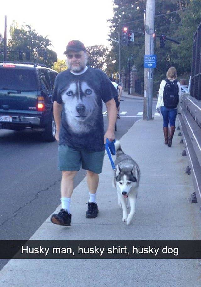 Obrázek husky husky husky