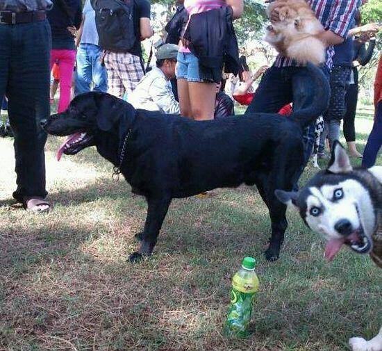 Obrázek husky photobomb