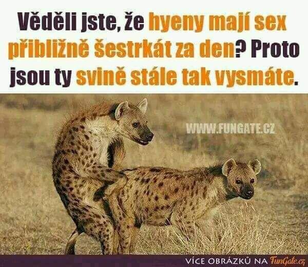 Obrázek hyeeeeeny