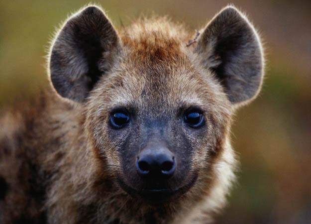 Obrázek hyena-portrait