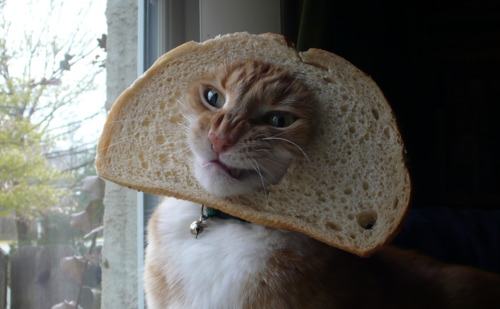 Obrázek iDontLikeBread