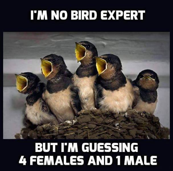 Obrázek i am no bird expert