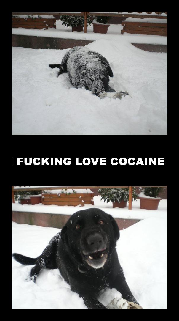 Obrázek i fucking love cocaine copy