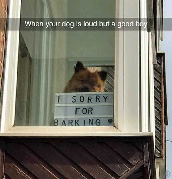 Obrázek i sorry for barking