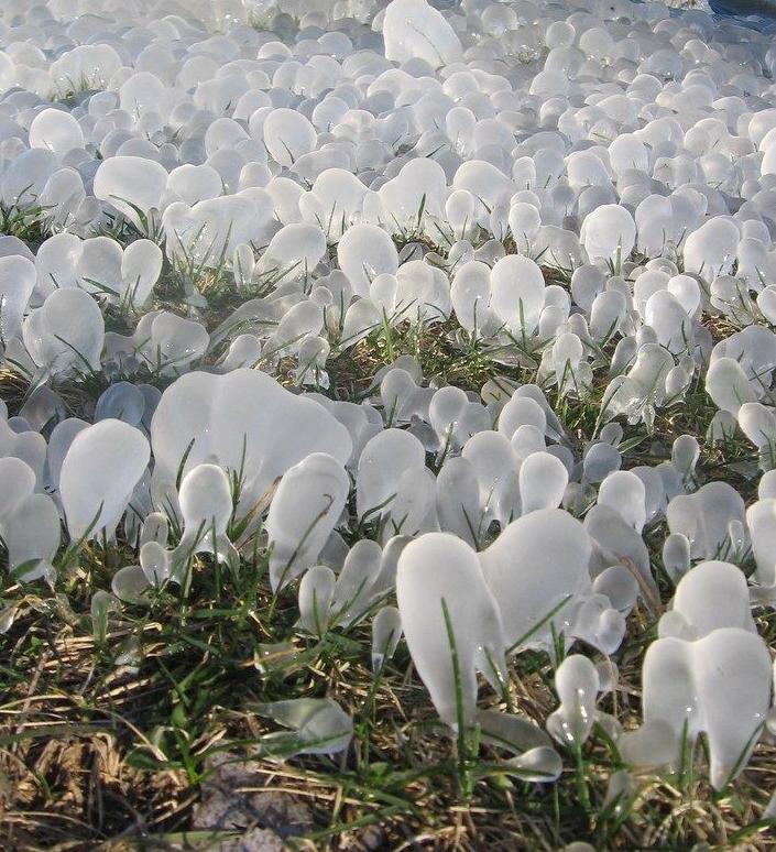 Obrázek iceblossoms