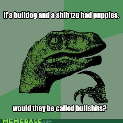 Obrázek if-a-bulldog-and-a-shih-tzu-had-puppies