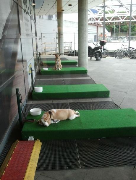 Obrázek ikea dog parking