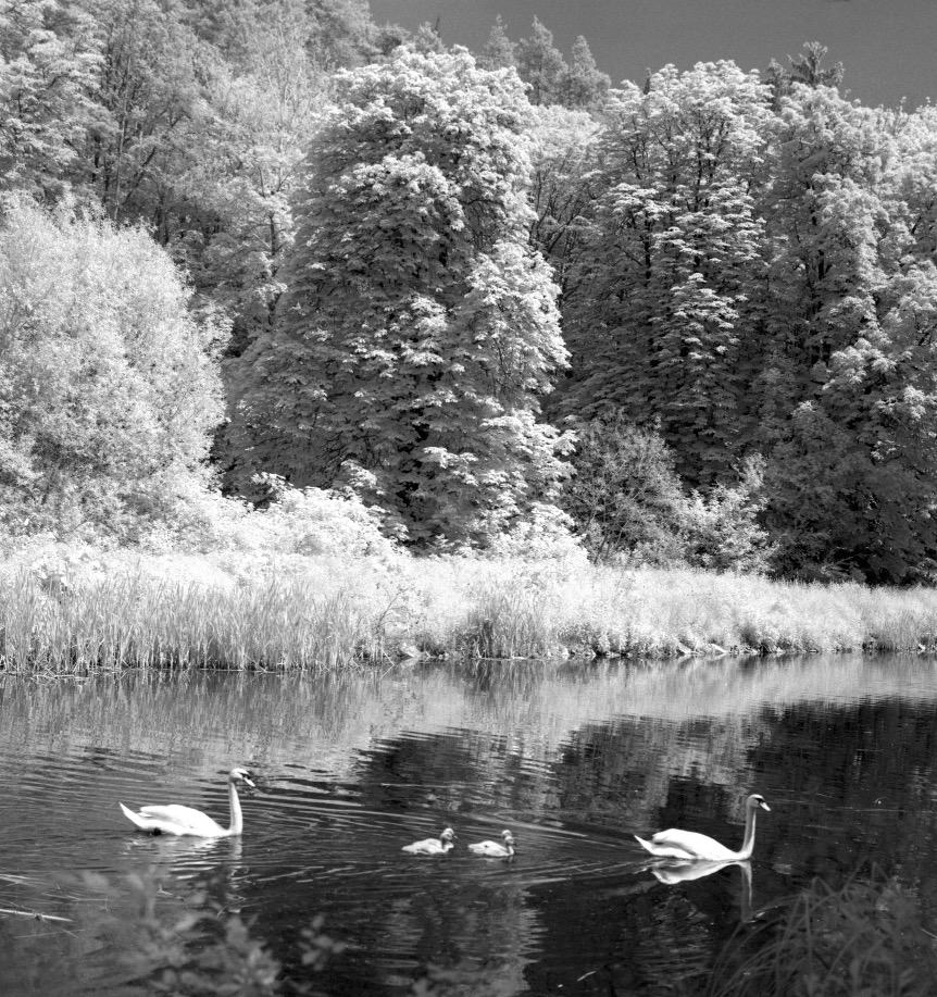 Obrázek infracerveny stredoformatovy film vychodonemeckouzrcadlovkou