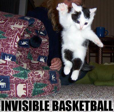 Obrázek invisible-basketball-cat