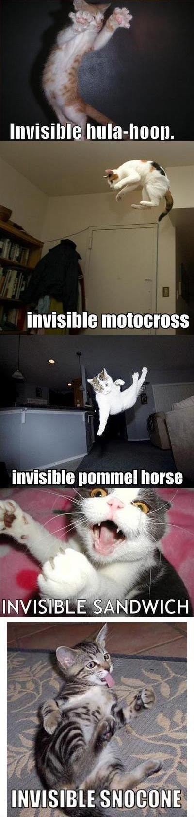 Obrázek invisible cat 3
