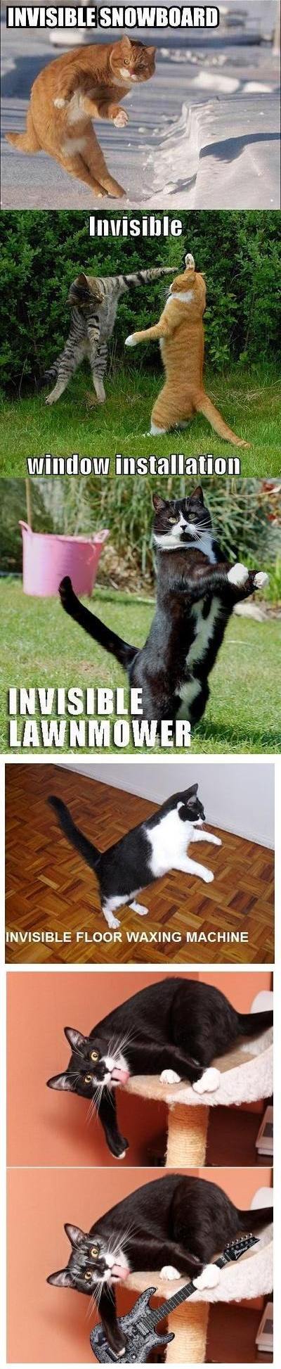 Obrázek invisible cat 4
