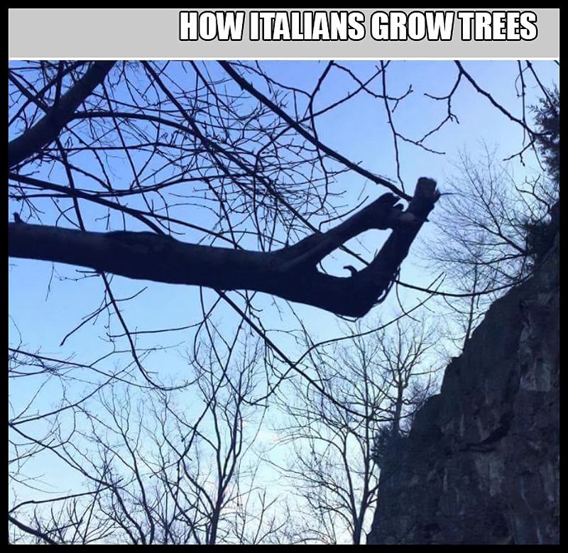 Obrázek italian-trees  