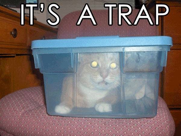 Obrázek its-a-trap-cat
