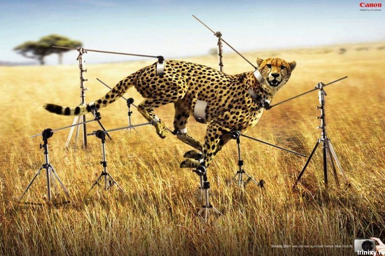 Obrázek jak fotit geparda