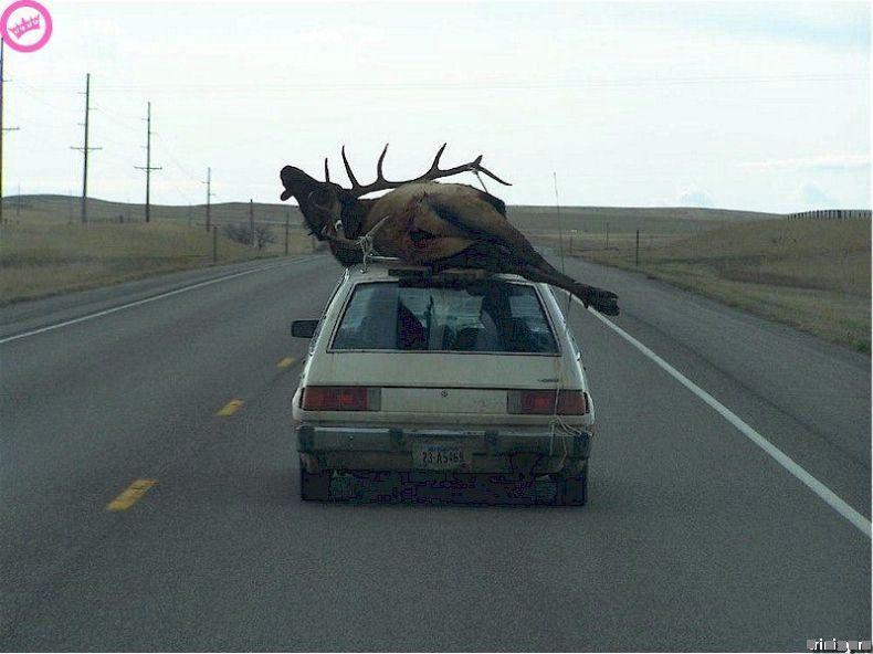 Obrázek jak vozit jelena